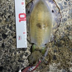 満月のエギング