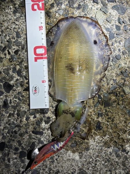 満月のエギング