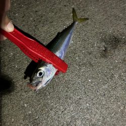 雨上がり🎣