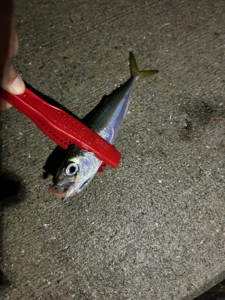 雨上がり🎣