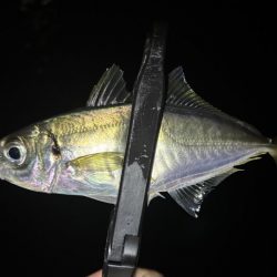 ええアジ釣れた〜