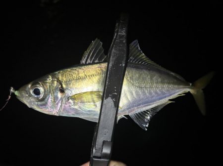 ええアジ釣れた〜