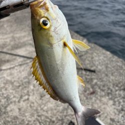 秋の小浦一文字