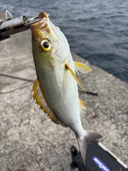 秋の小浦一文字