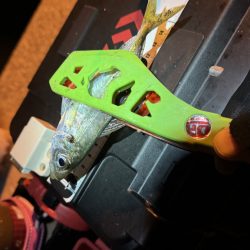 久しぶりの釣行