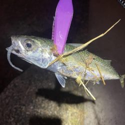 大阪湾奥アジング