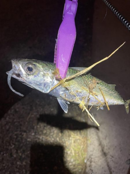 大阪湾奥アジング