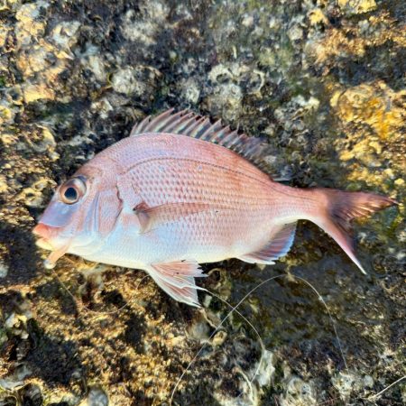 久しぶりの海釣り