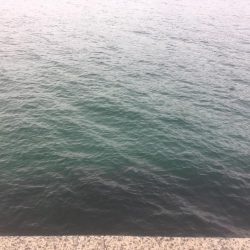 初めてのマゴチ