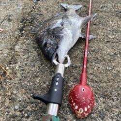 西宮浜チヌ40、32センチ