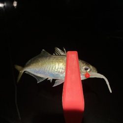 なんとか出ました