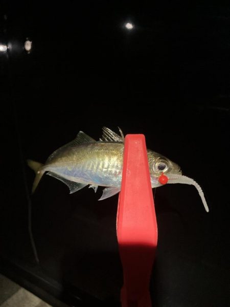 なんとか出ました