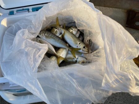 カワハギ&アジ一束釣り