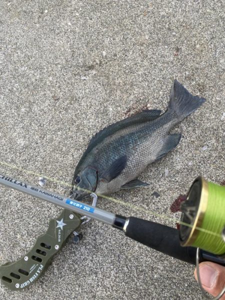 8種達成:シロギスタ↔︎カワハギスタ