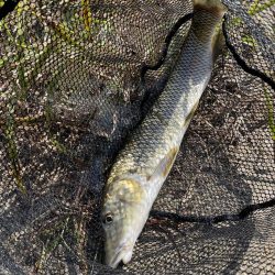 久しぶりのバス釣り