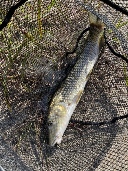 久しぶりのバス釣り