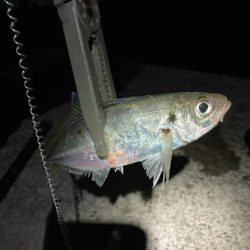 カゴ釣りと飛ばしサビキで