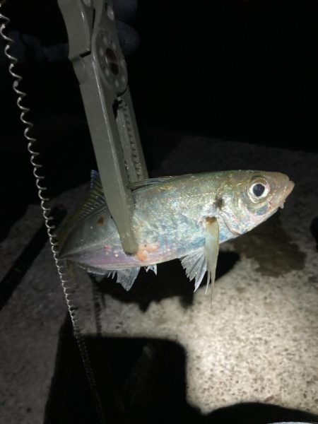 カゴ釣りと飛ばしサビキで