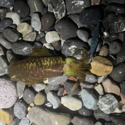 アオリイカ釣行