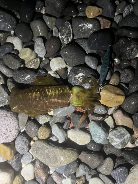 アオリイカ釣行