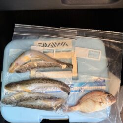 乗っ込みカレイ狙い