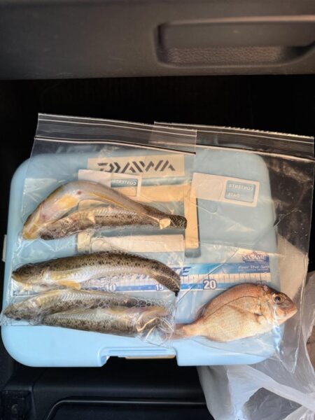 乗っ込みカレイ狙い