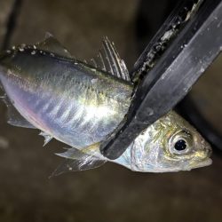 久しぶりのアジング