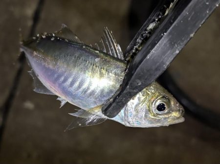 久しぶりのアジング