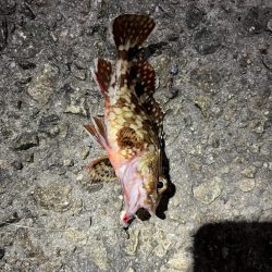 イカ，アジ，メバル