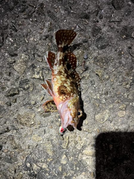 イカ，アジ，メバル