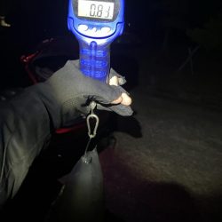 秋🦑　終盤？何とかアオリ🦑釣れた😊