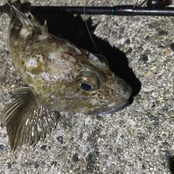 サゴシ➕ガシラ