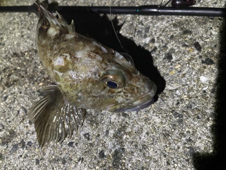 サゴシ➕ガシラ