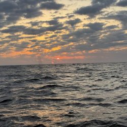 銚子沖、イワシ泳がせヒラメ