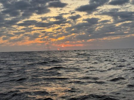 銚子沖、イワシ泳がせヒラメ