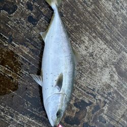 やっと出ました！