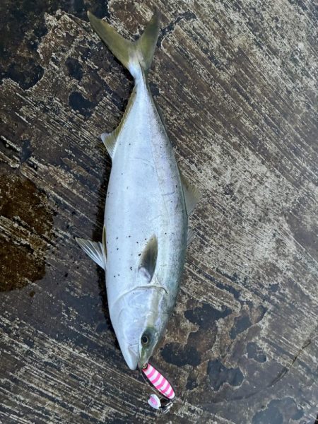 やっと出ました！