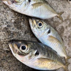 セイゴ、グレ、中アジ釣れてます