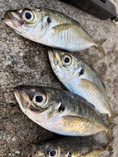 セイゴ、グレ、中アジ釣れてます