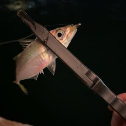 激寒アジング！