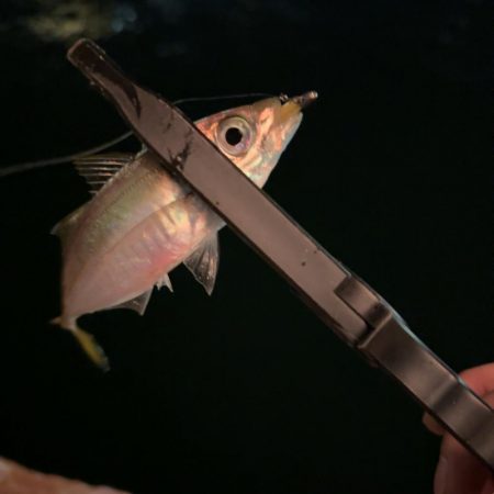 激寒アジング！