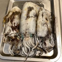 良型アオリイカ