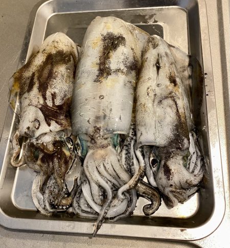 良型アオリイカ