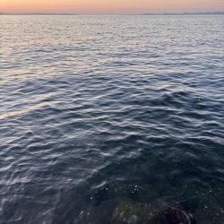 青物シーズン11