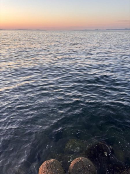 青物シーズン11