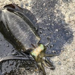 雨降ってアオリイカ