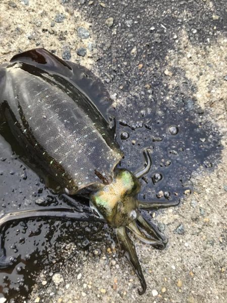 雨降ってアオリイカ