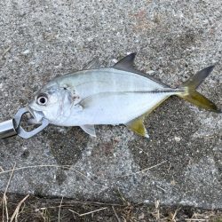 まさかの３魚種