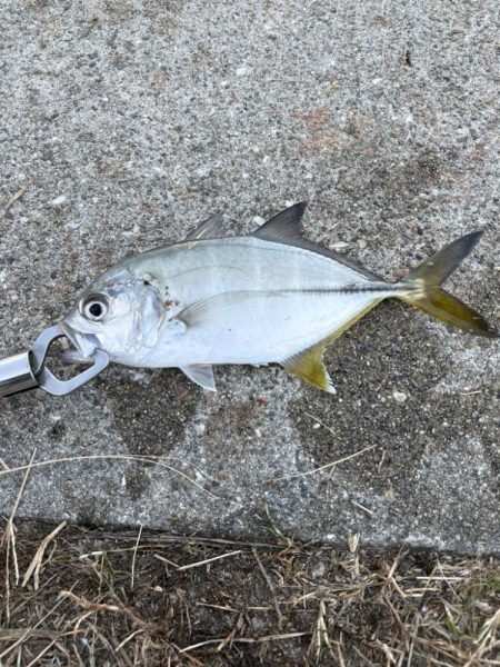まさかの３魚種