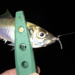 小アジとサバとチーバス